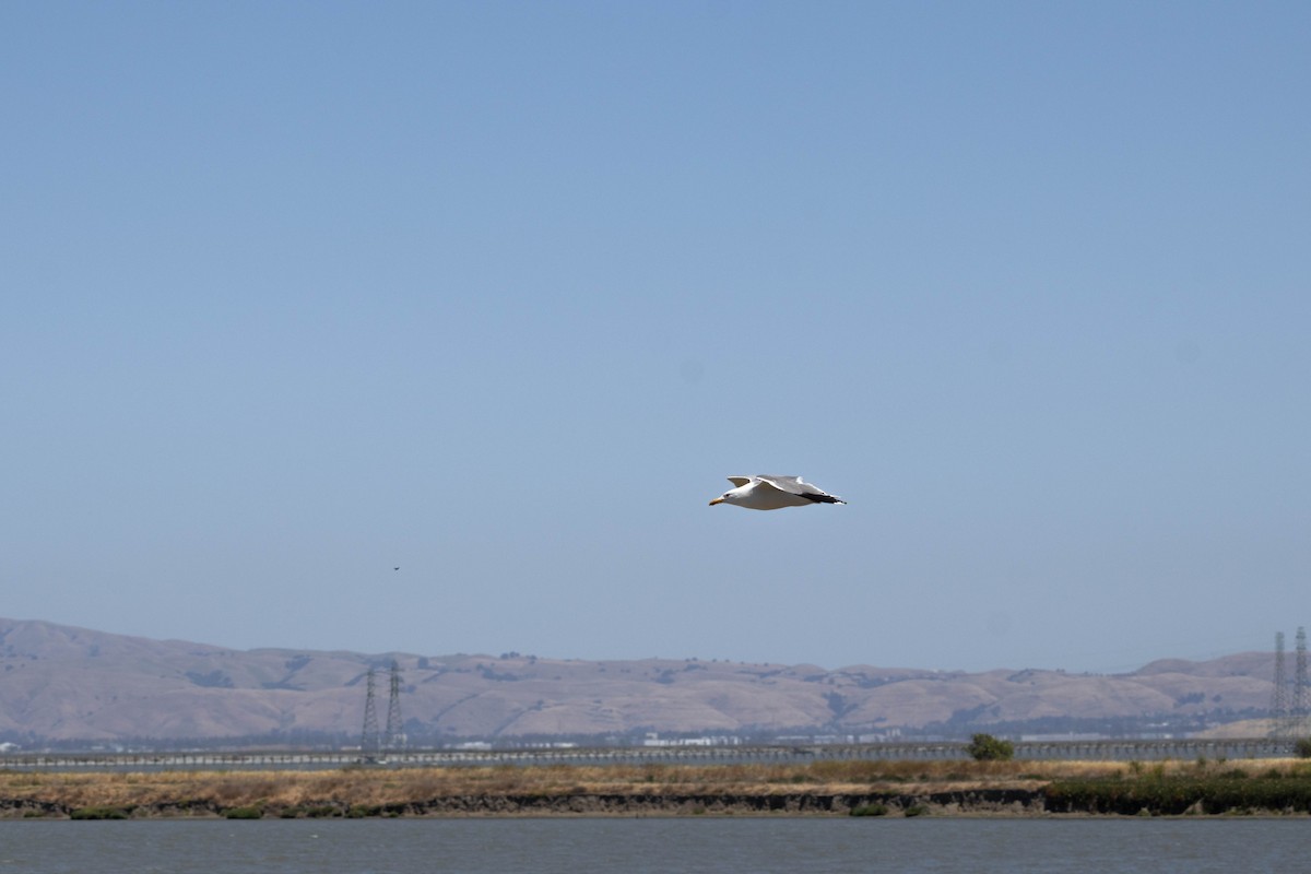 Gaviota Californiana - ML639276303