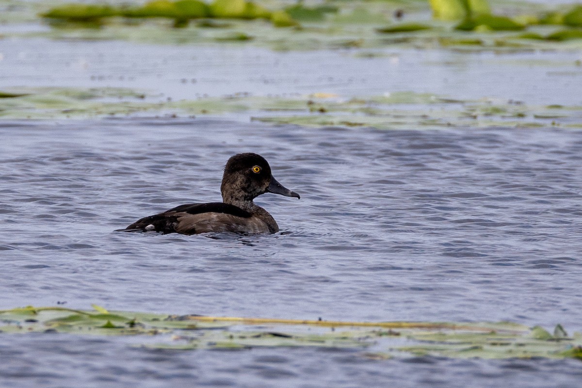 Ring-necked Duck - ML639276392