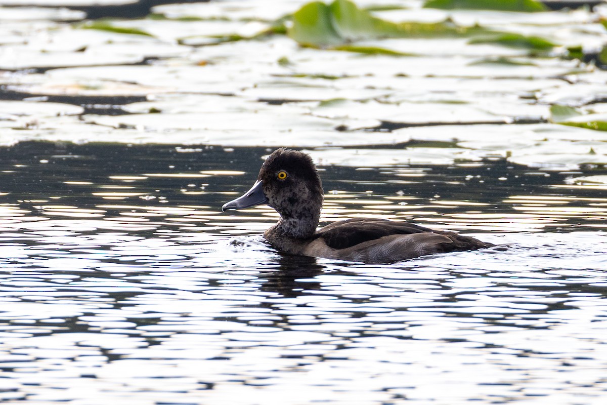 Ring-necked Duck - ML639276393