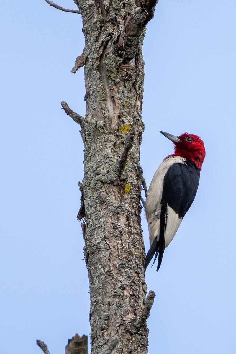 Red-headed Woodpecker - ML639276411