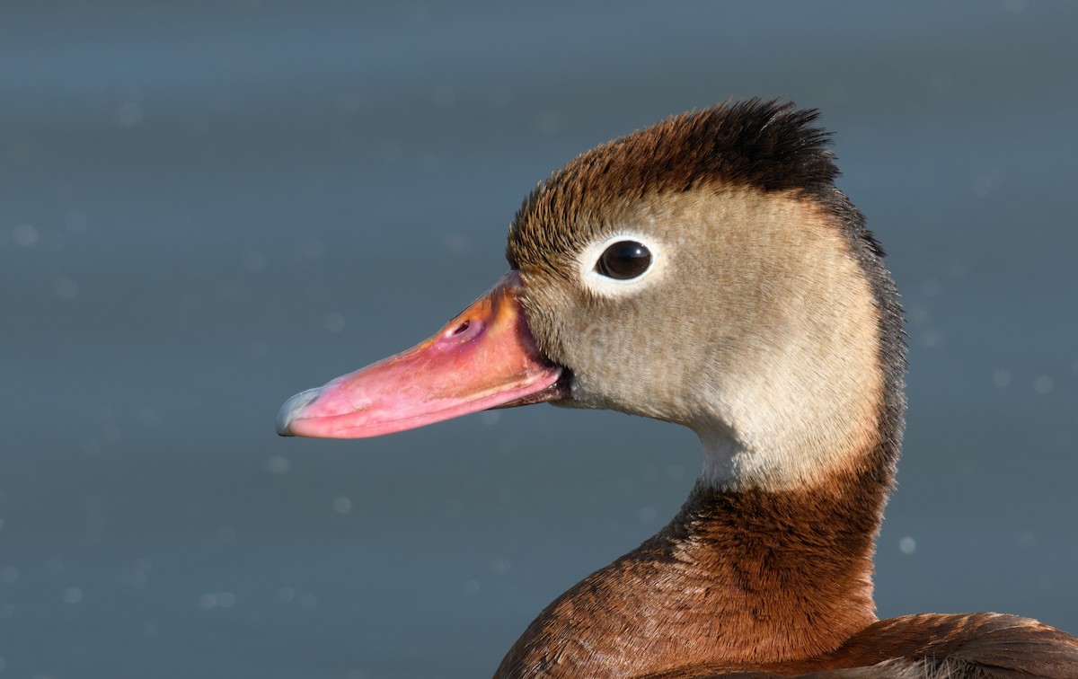 Black-bellied Whistling-Duck - ML639276421