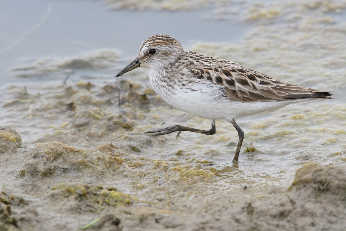 Semipalmated Sandpiper - ML639276488