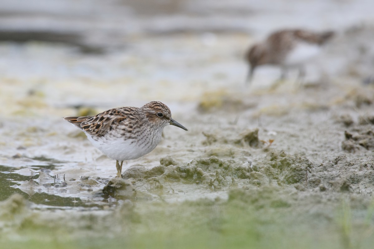 Least Sandpiper - ML639276540