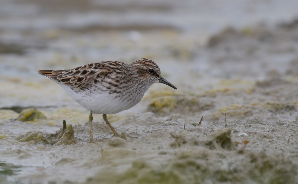 Least Sandpiper - ML639276541