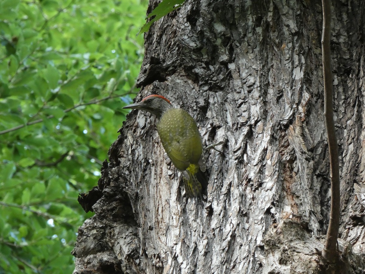 Eurasian Green Woodpecker - ML639276565