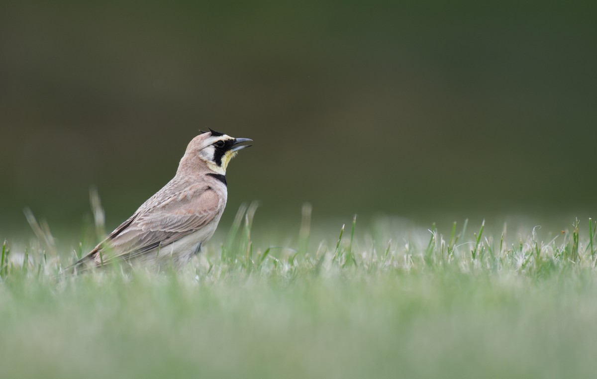 Horned Lark - ML639276582