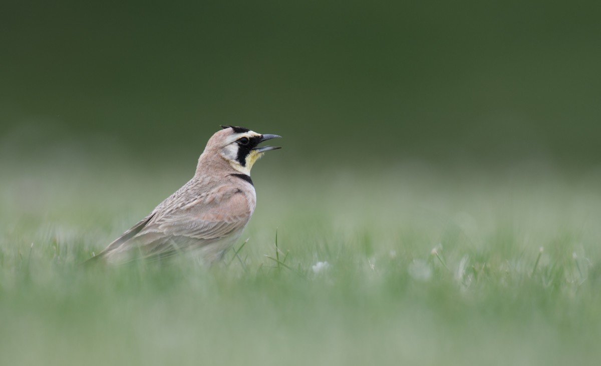 Horned Lark - ML639276583