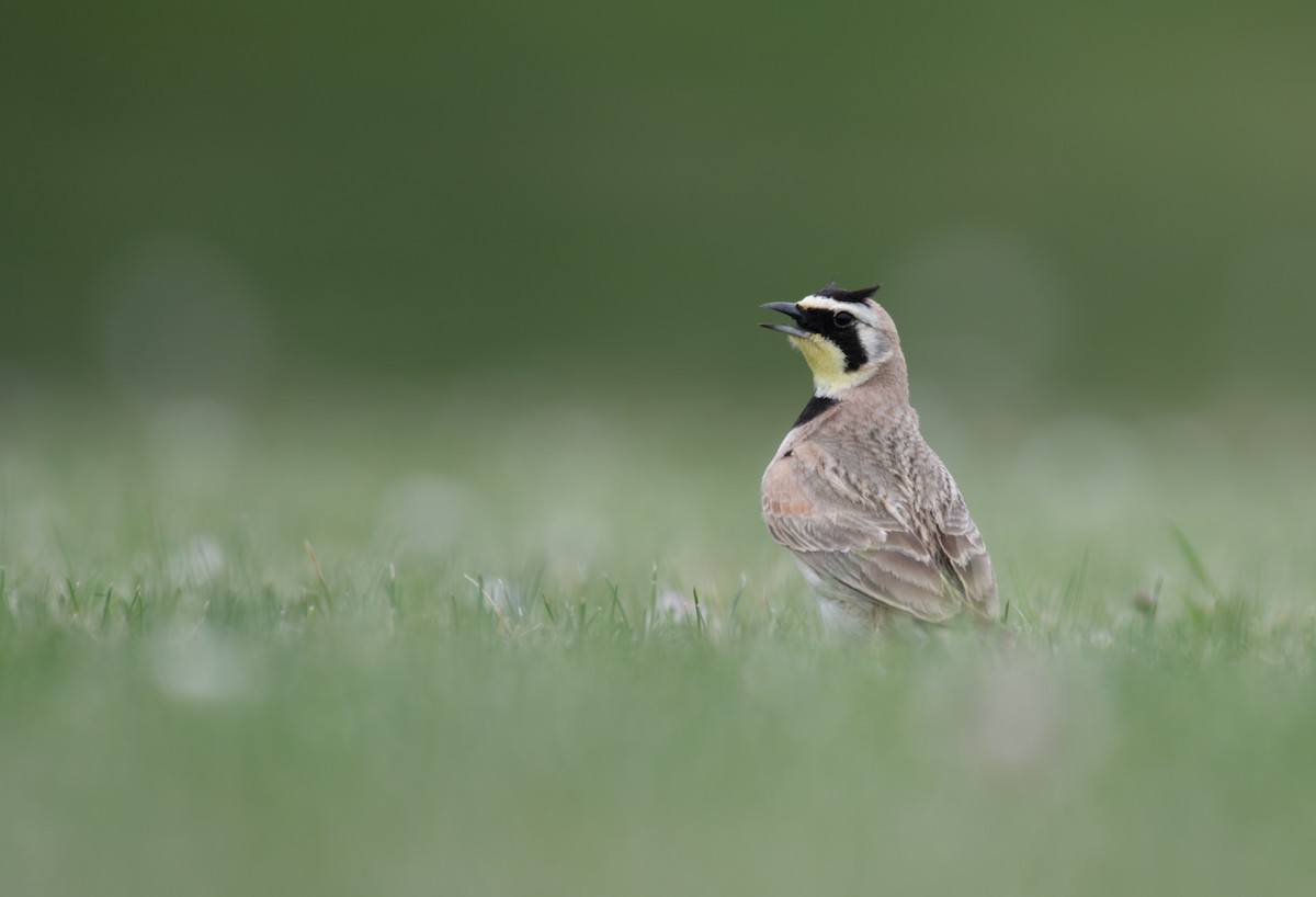Horned Lark - ML639276584