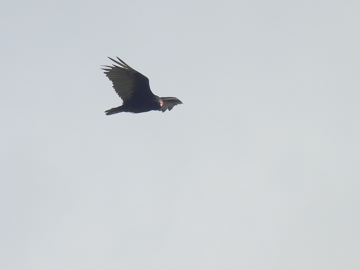 Turkey Vulture - ML639276600
