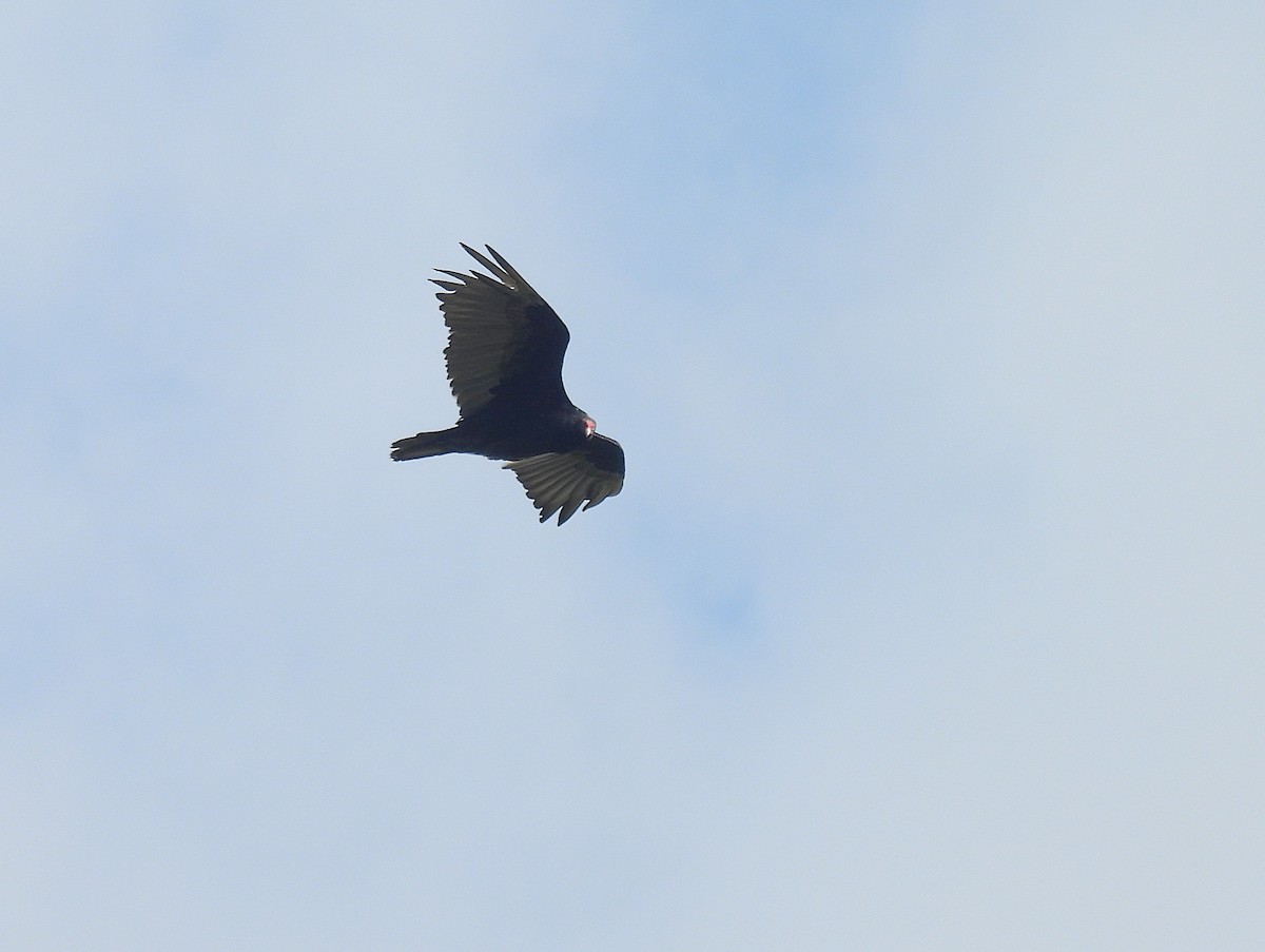 Turkey Vulture - ML639276601