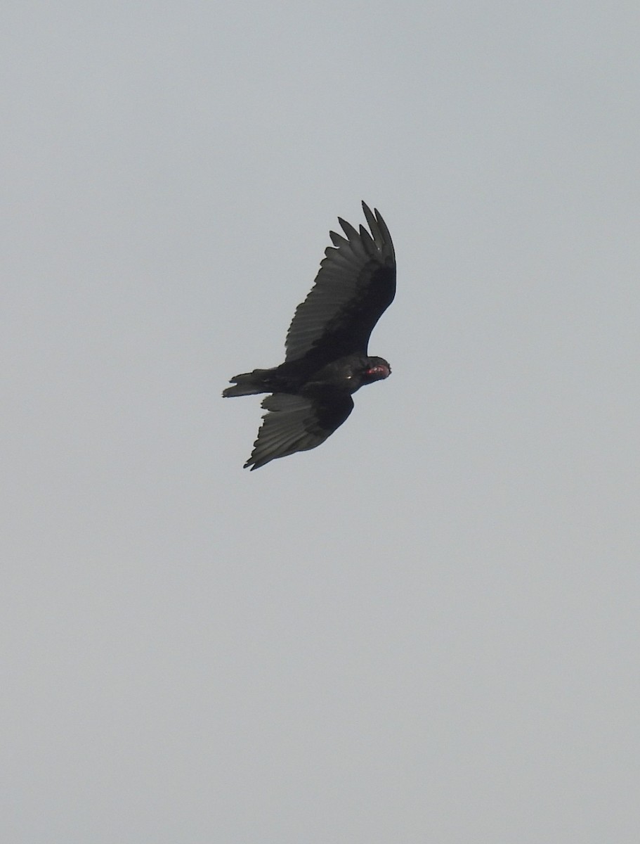 Turkey Vulture - ML639276602