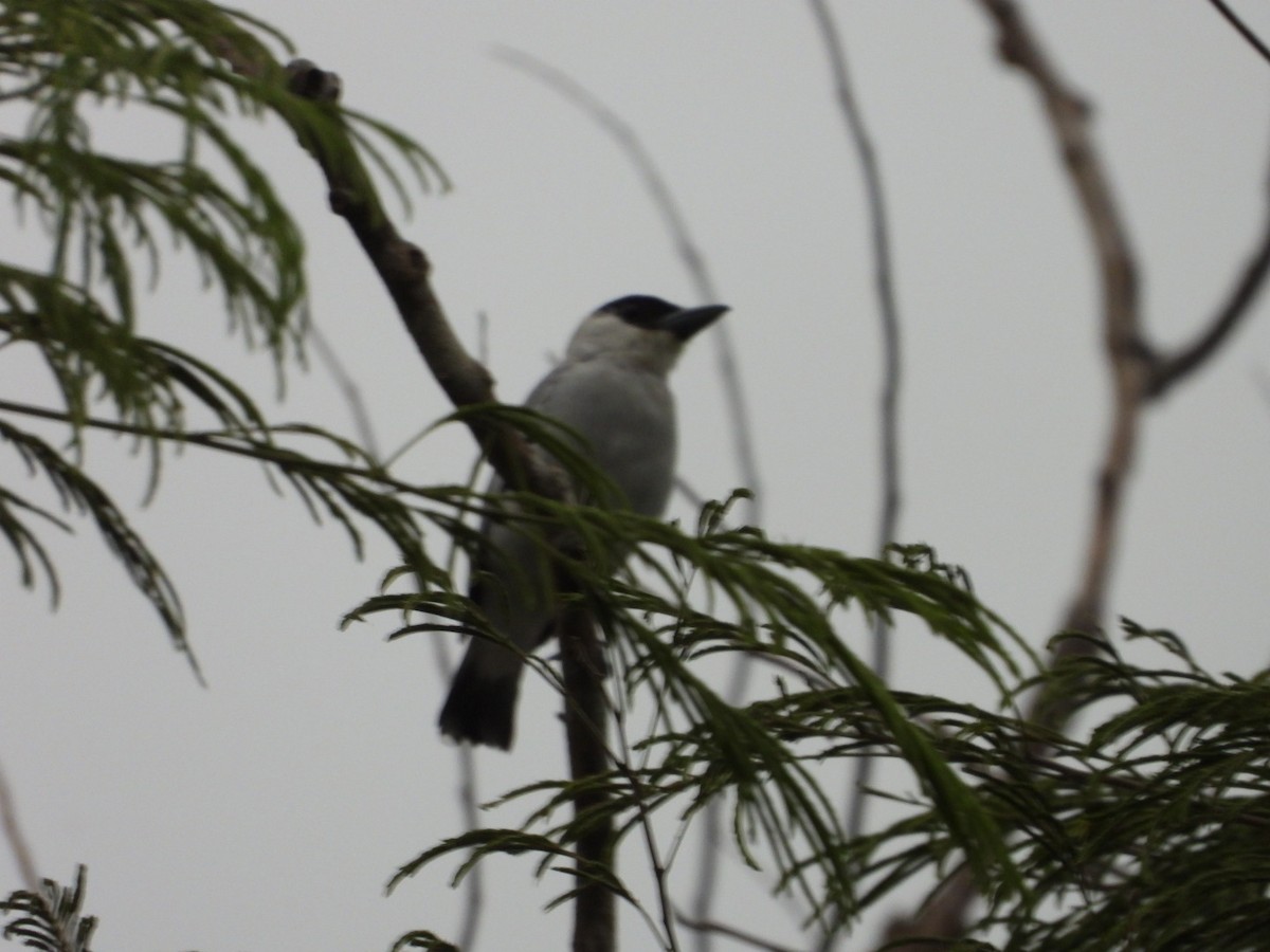 svartkronetityra - ML639276631