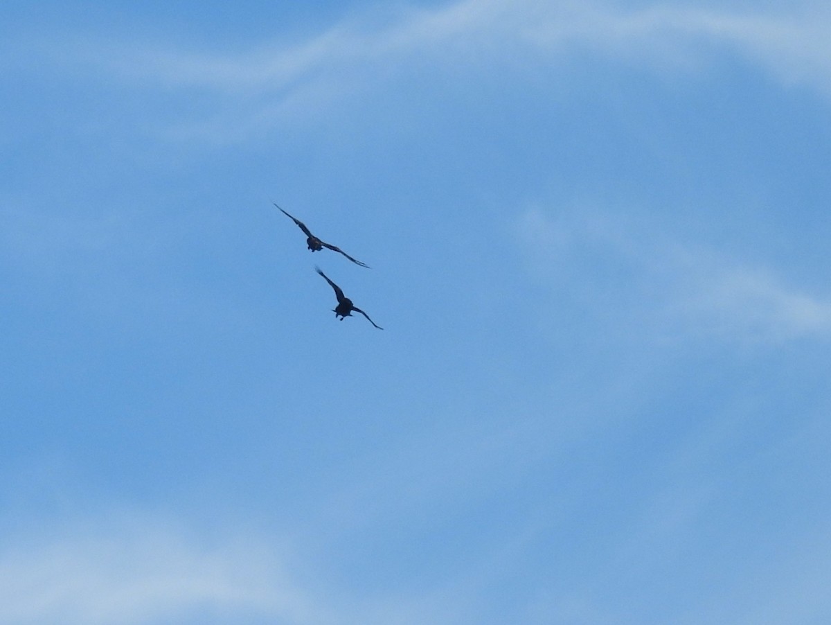 Common Raven - ML639276650