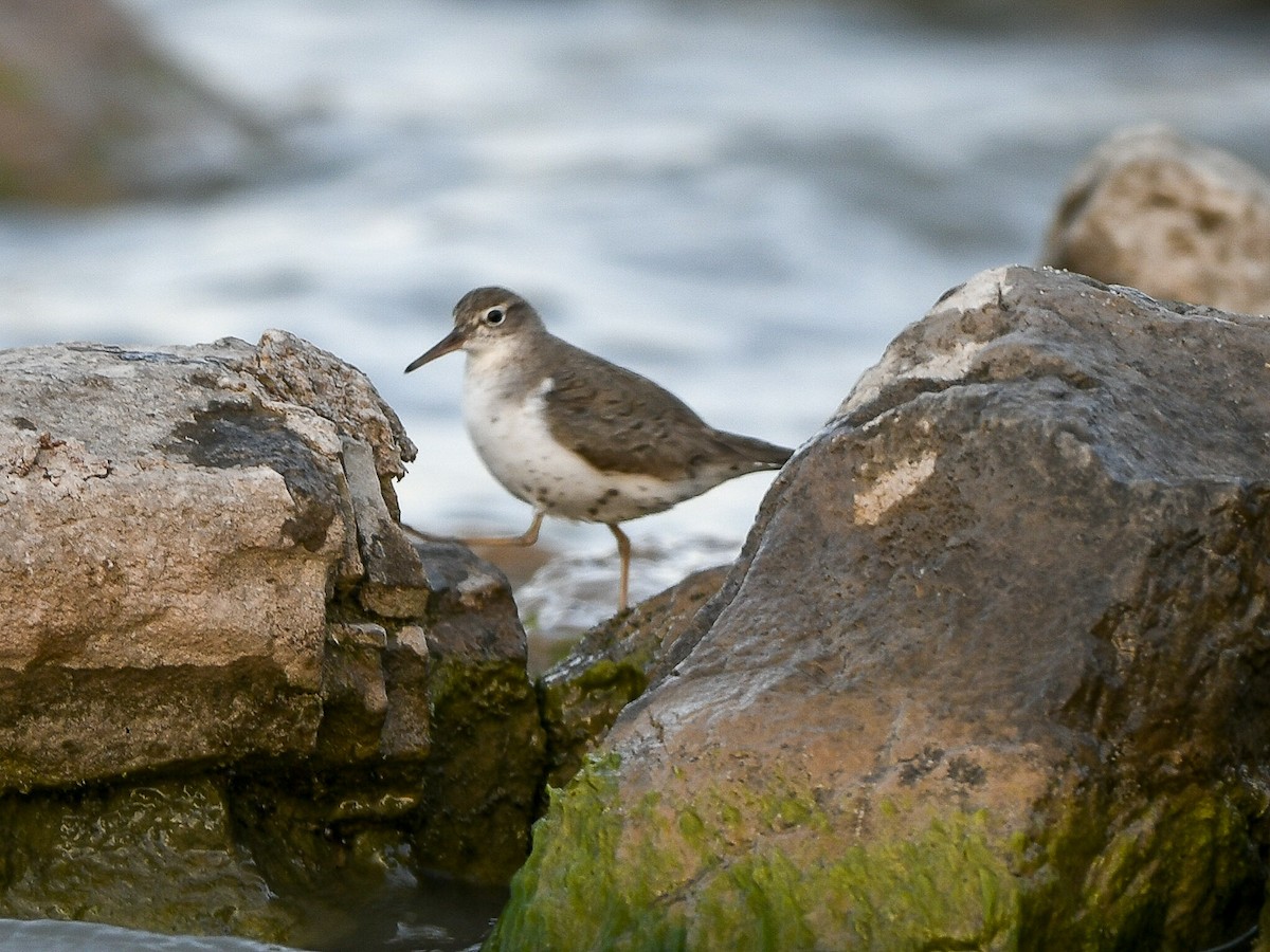 Spotted Sandpiper - ML639276652