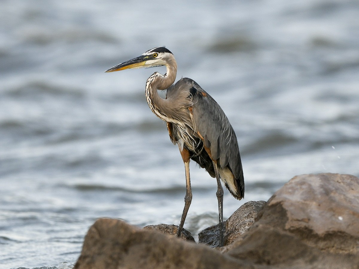 Great Blue Heron - ML639276657