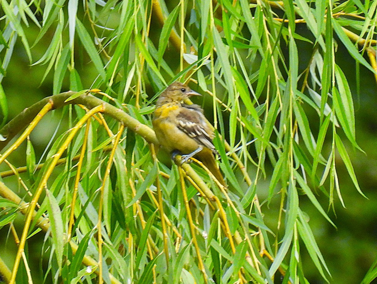 Baltimore Oriole - ML639276669