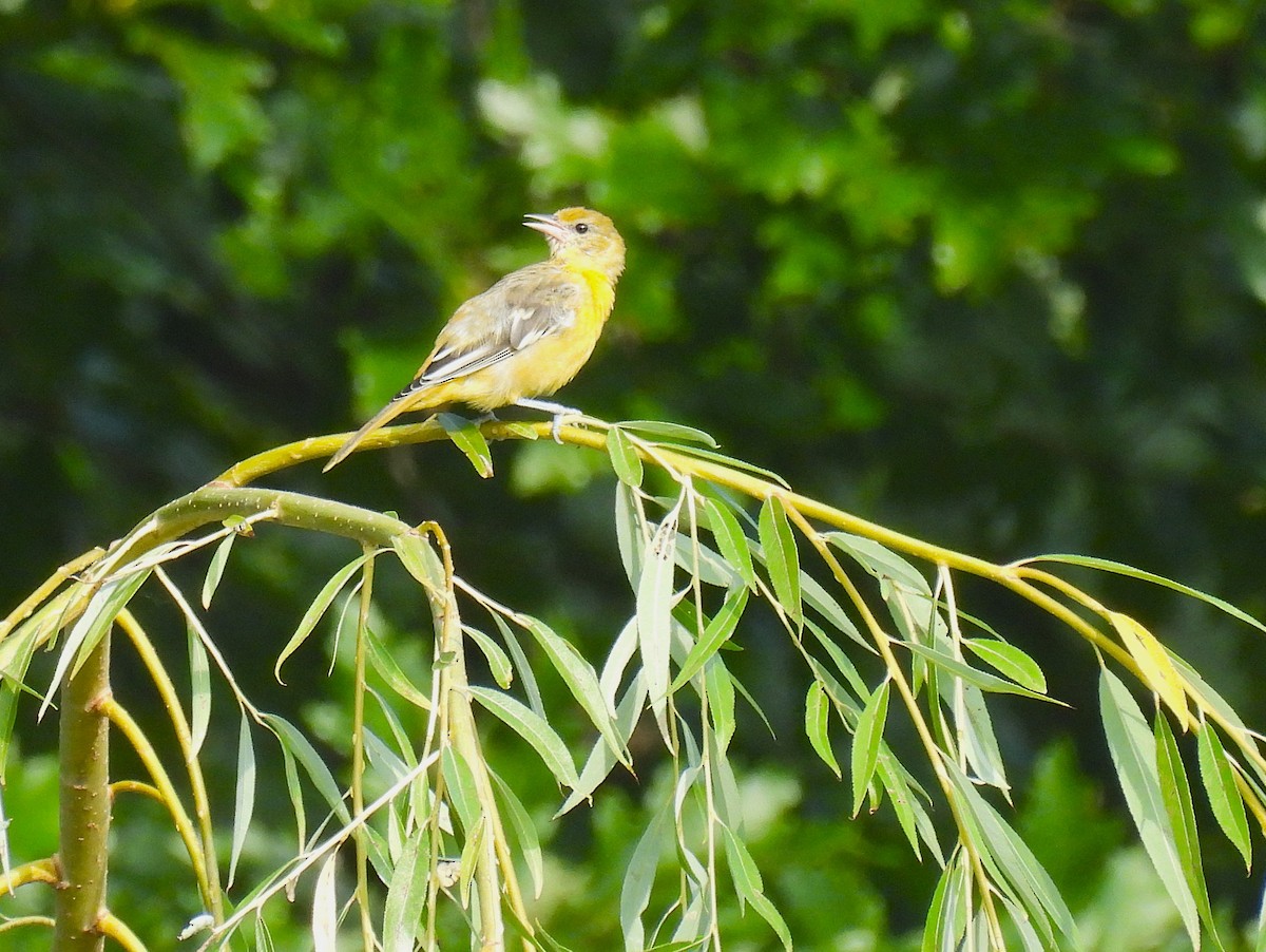 Baltimore Oriole - ML639276670