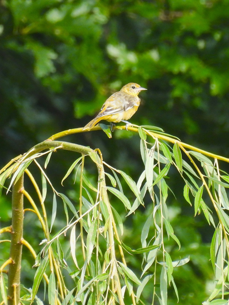 Baltimore Oriole - ML639276671