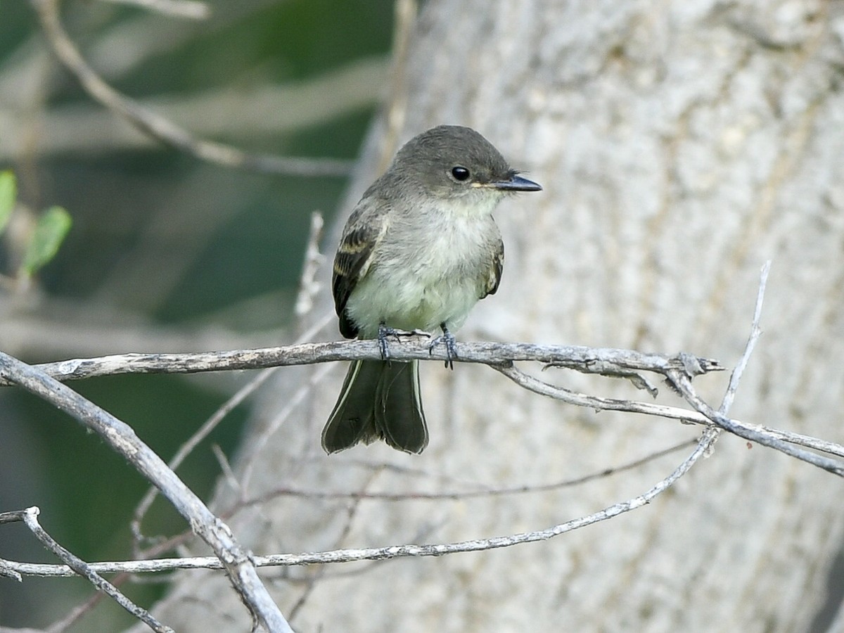 Eastern Phoebe - ML639276673