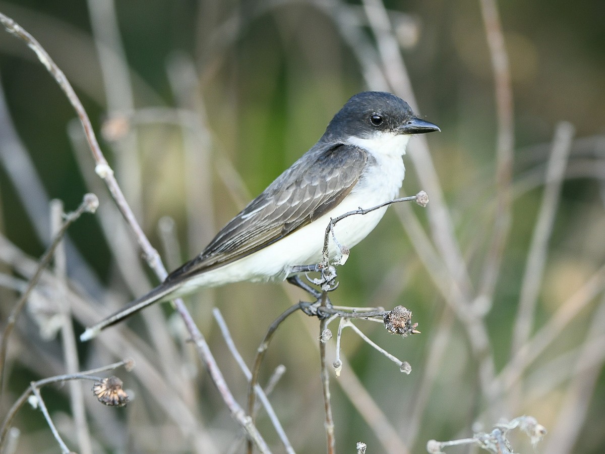 Eastern Kingbird - ML639276678