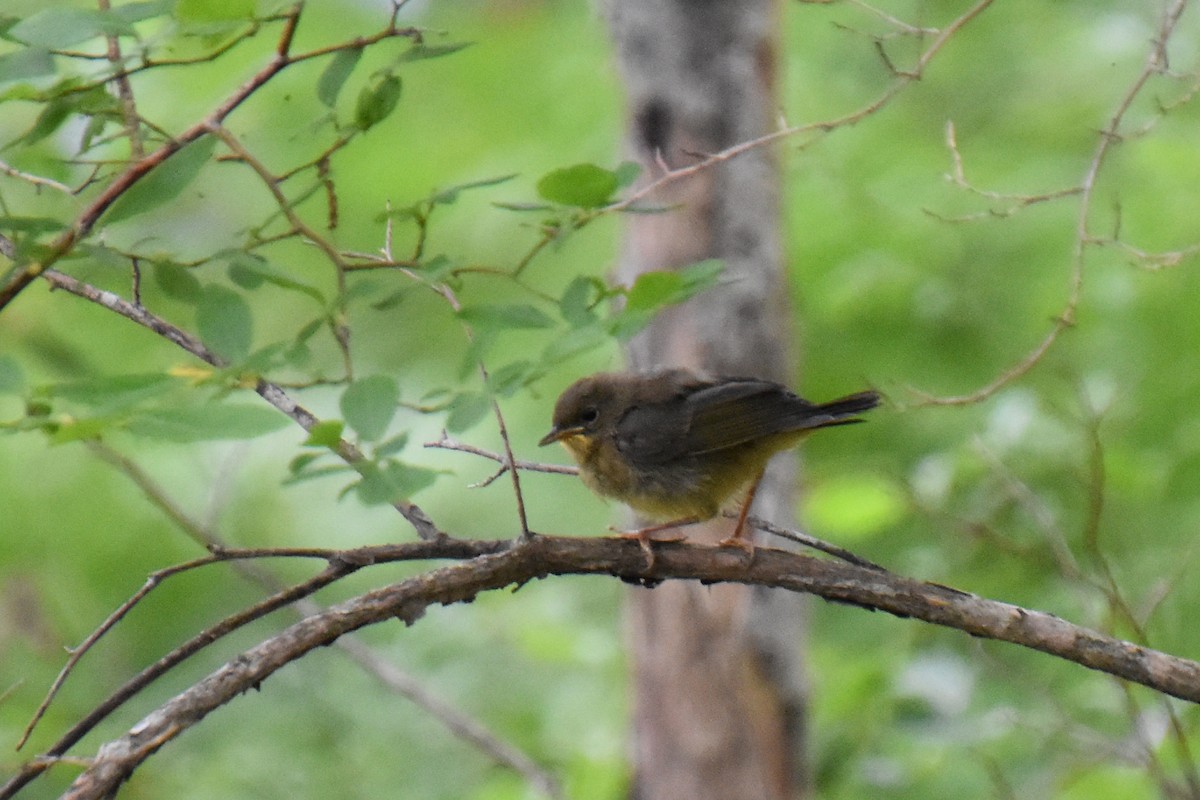 Common Yellowthroat - ML639276797