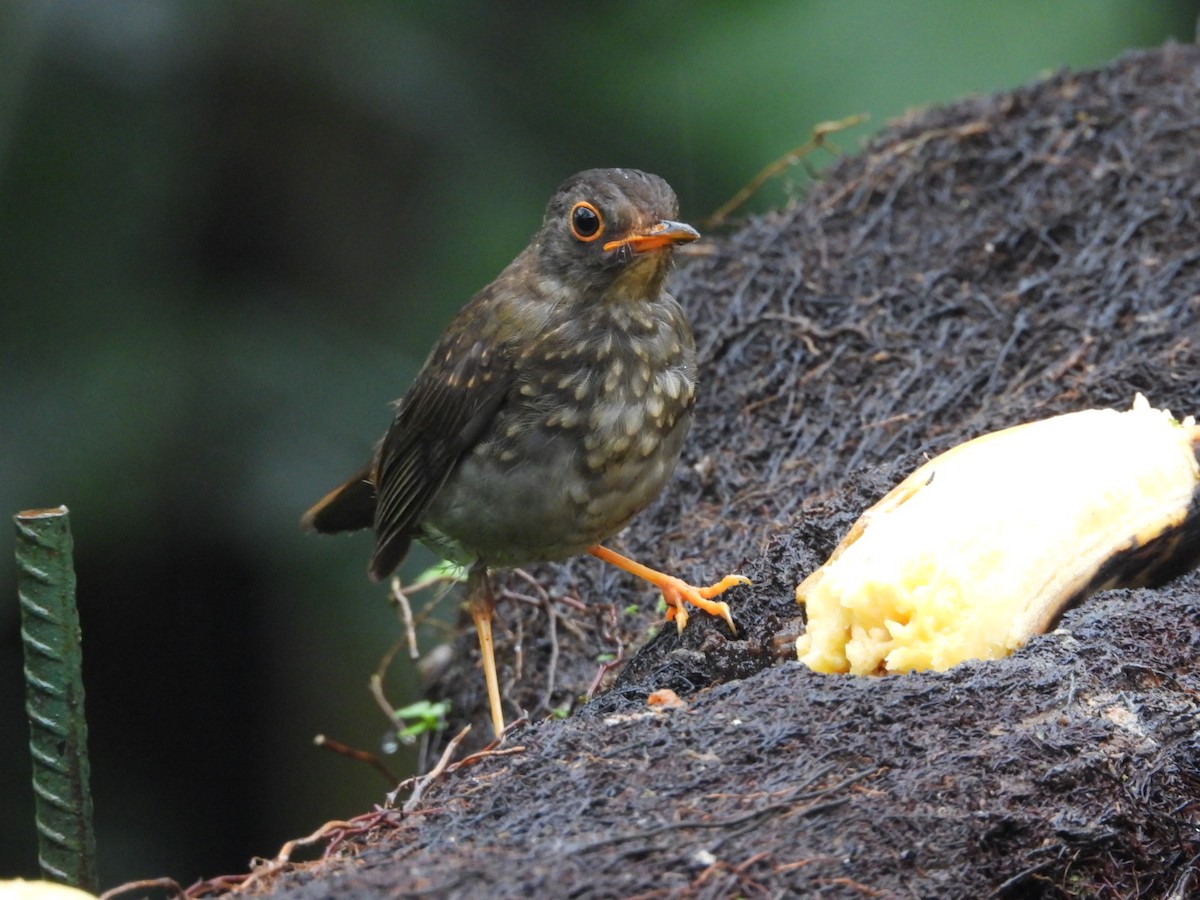 Black-headed Nightingale-Thrush - ML639276835