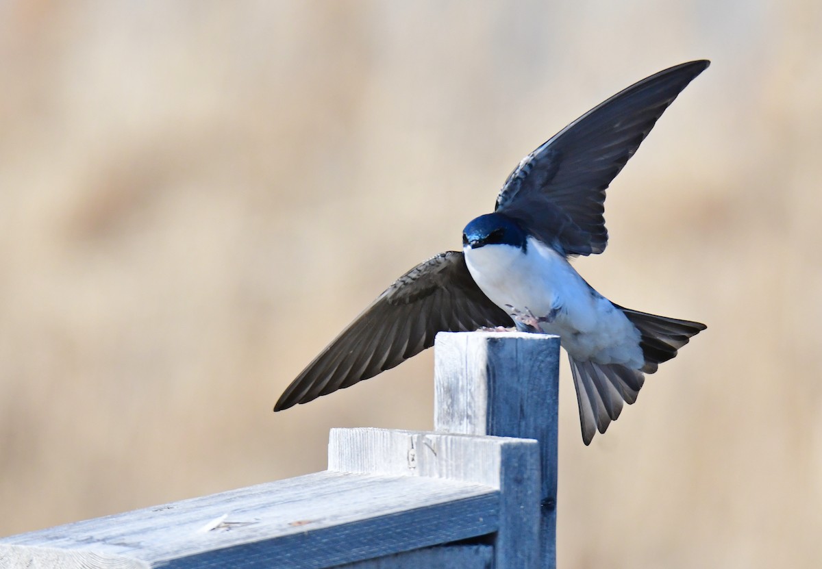 Древесная ласточка - ML639276840