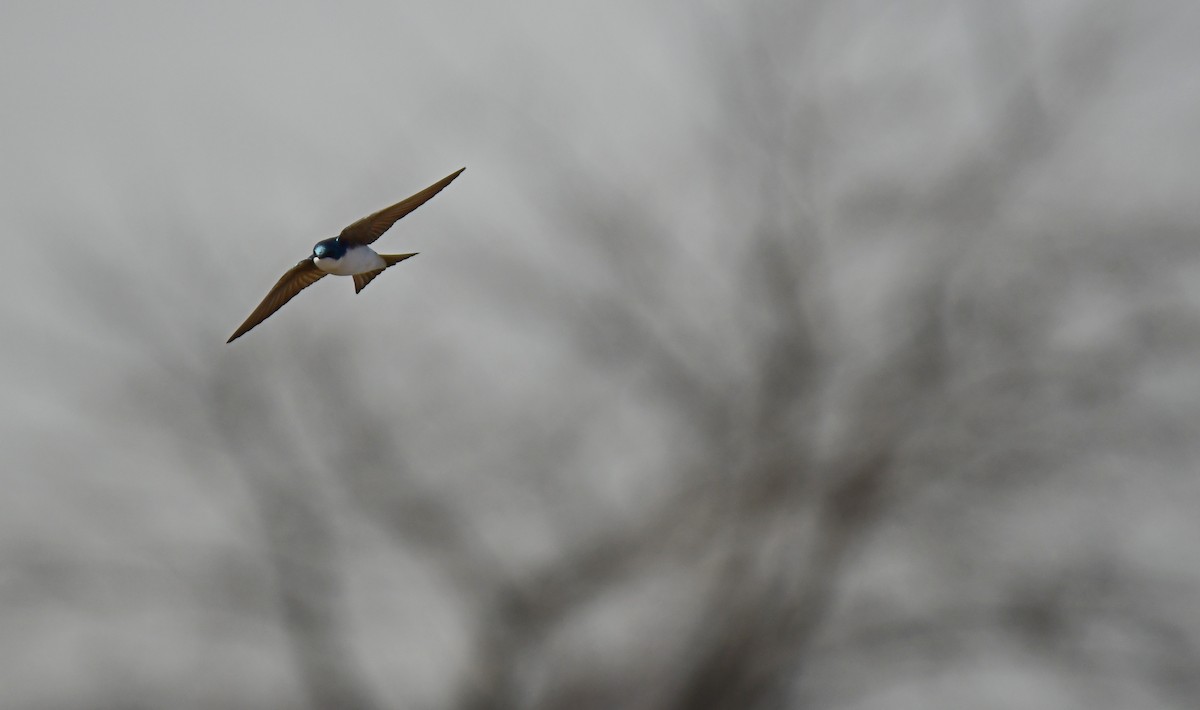 Древесная ласточка - ML639276841