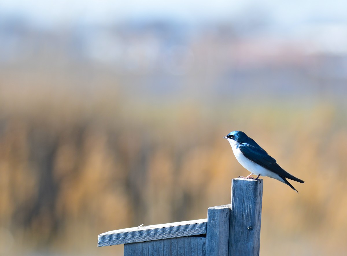 Древесная ласточка - ML639276842