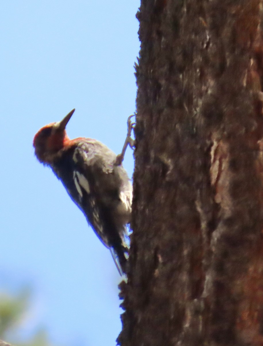 Red-naped/Red-breasted Sapsucker - ML639276988