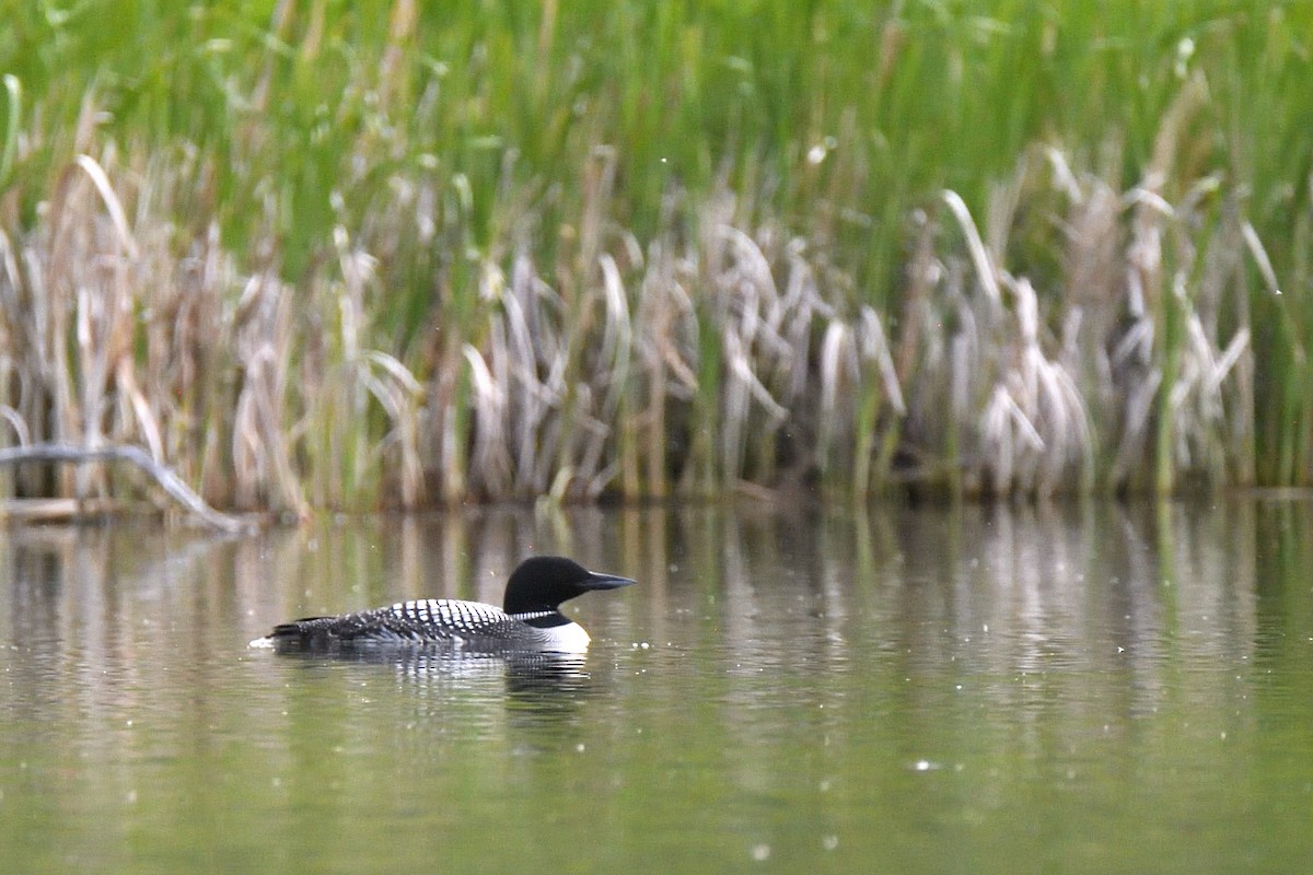 Common Loon - ML639277084