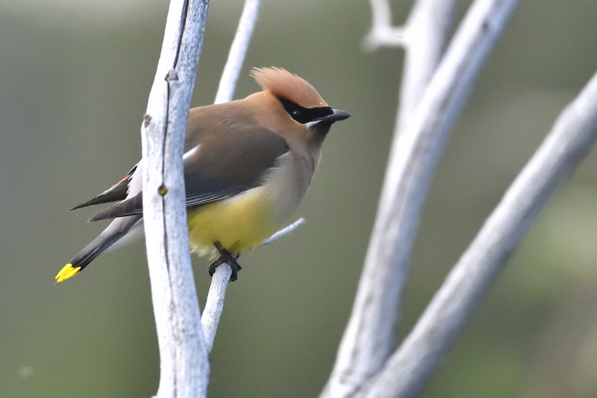 Cedar Waxwing - ML639277095