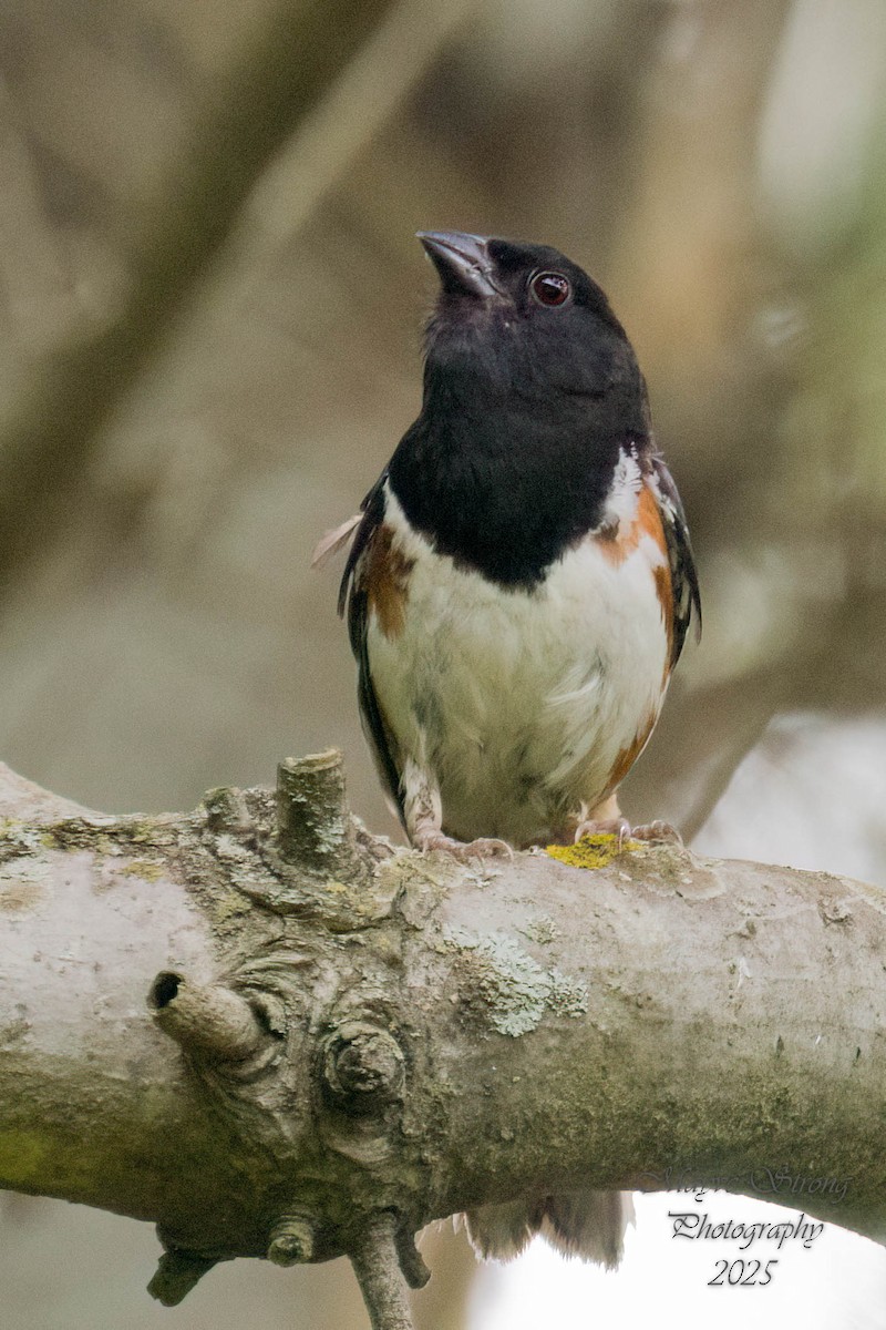 Eastern Towhee - ML639277152