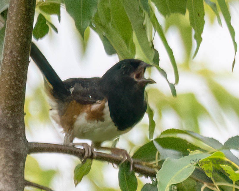 Eastern Towhee - ML639277153