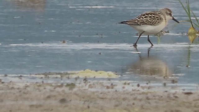 Semipalmated Sandpiper - ML639277156