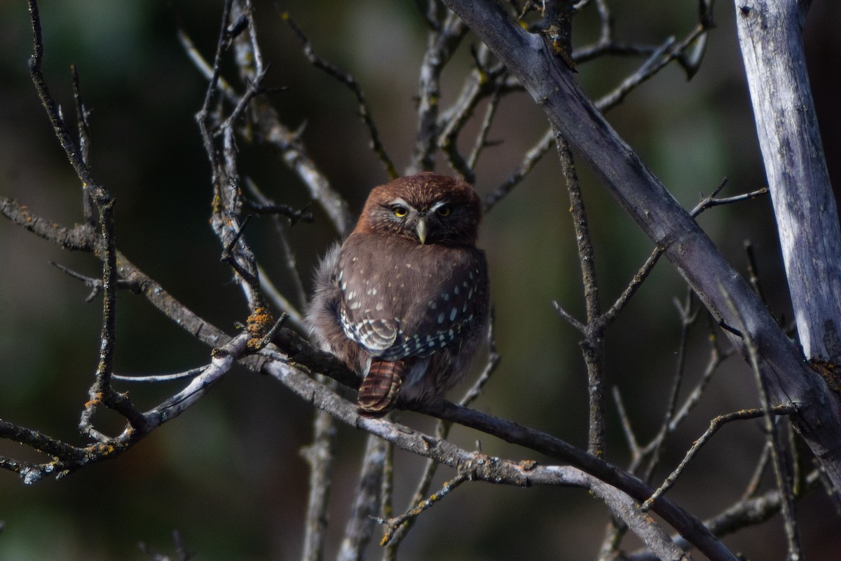 Austral Pygmy-Owl - ML639277287