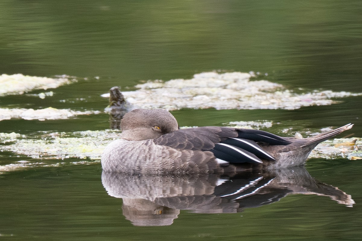 Hooded Merganser - ML639277298