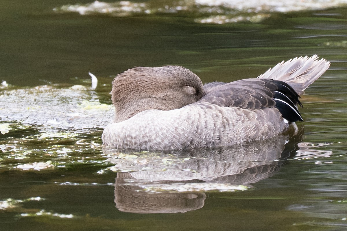 Hooded Merganser - ML639277299