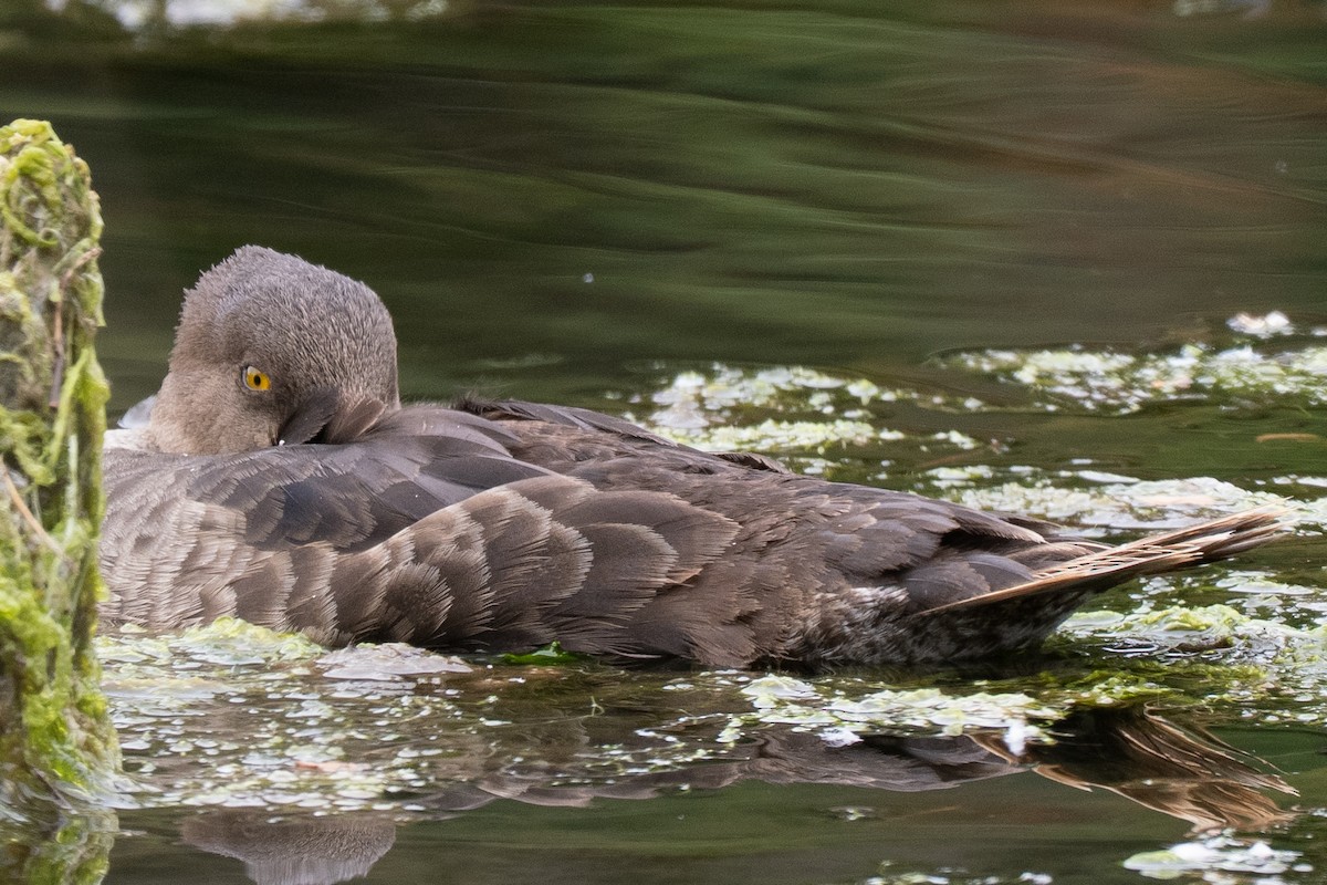 Hooded Merganser - ML639277300