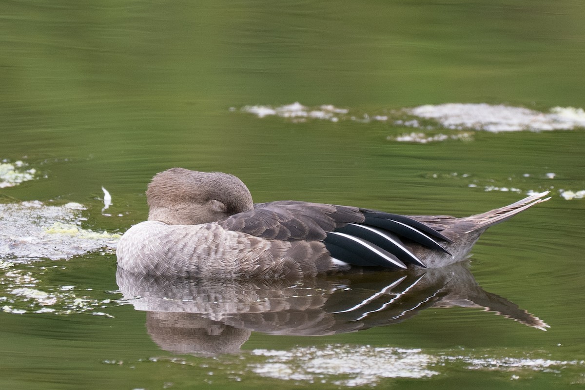 Hooded Merganser - ML639277301
