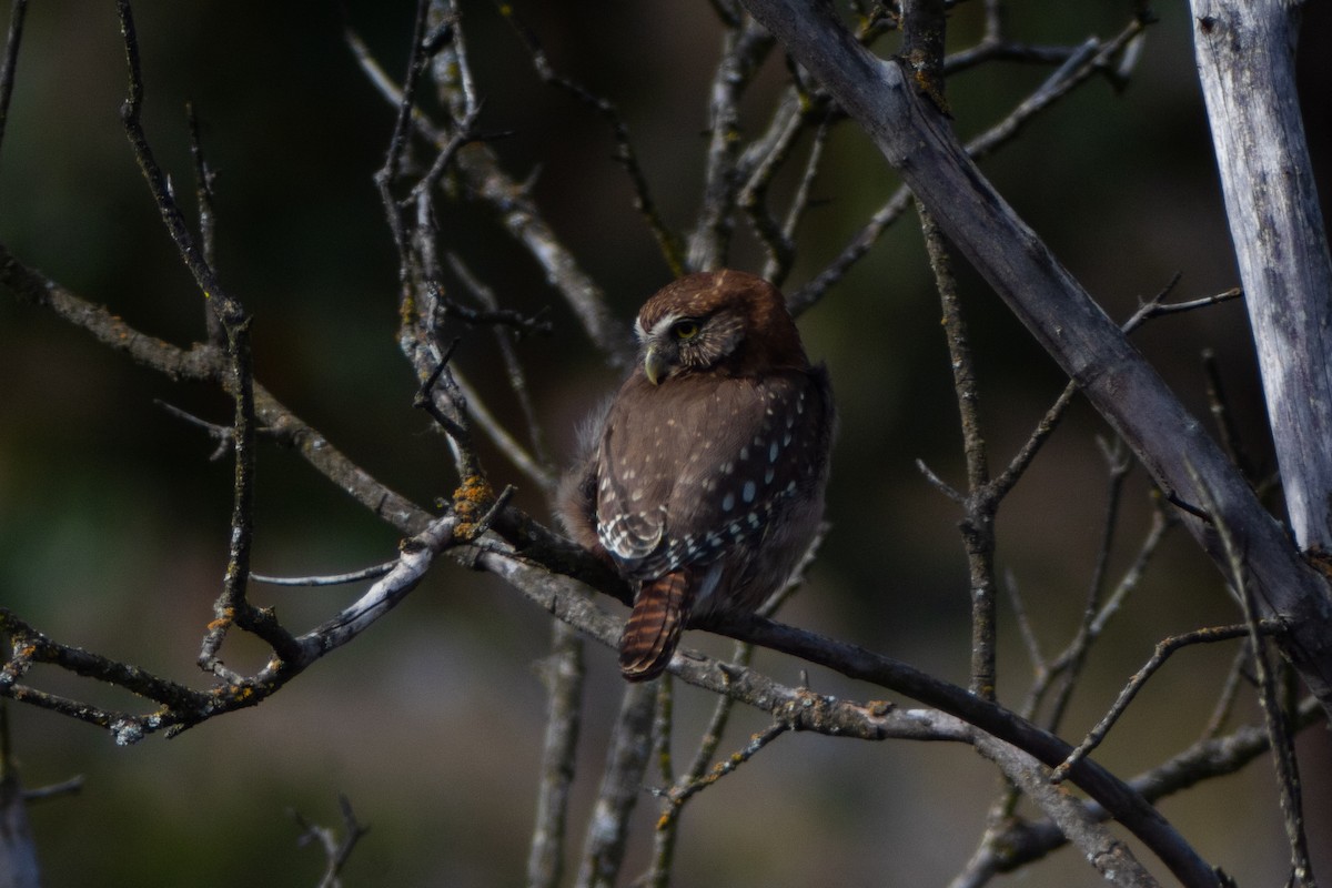 Austral Pygmy-Owl - ML639277304