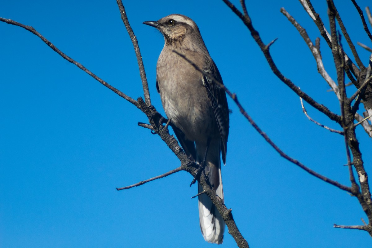 Chilean Mockingbird - ML639277334