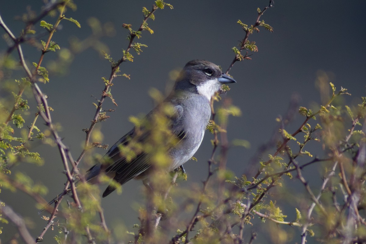 Diuca Finch - ML639277351