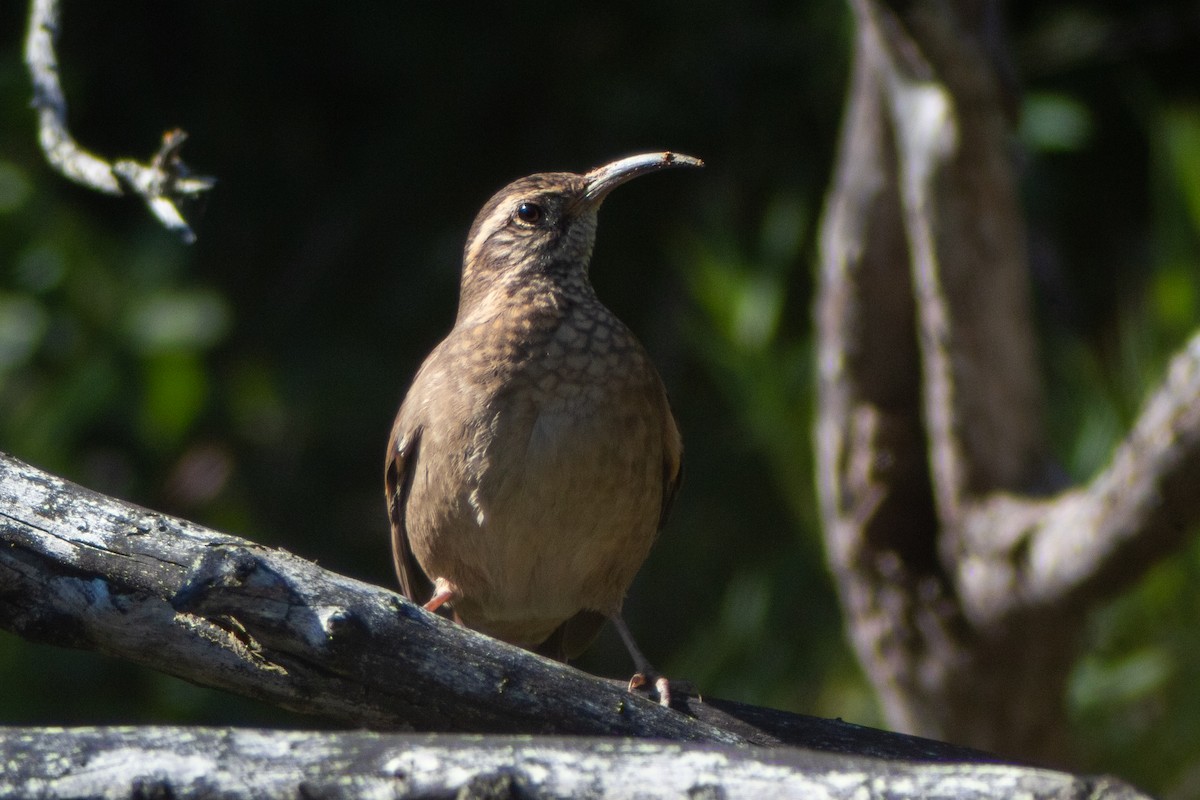 Patagonian Forest Earthcreeper - ML639277413