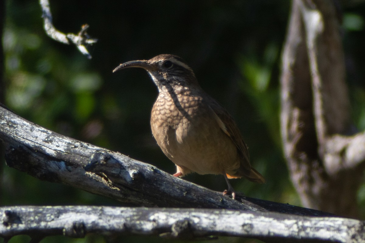 Patagonian Forest Earthcreeper - ML639277421