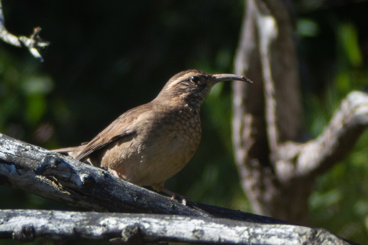 Patagonian Forest Earthcreeper - ML639277429