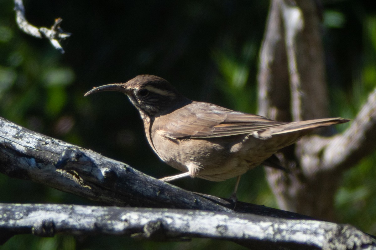 Patagonian Forest Earthcreeper - ML639277430