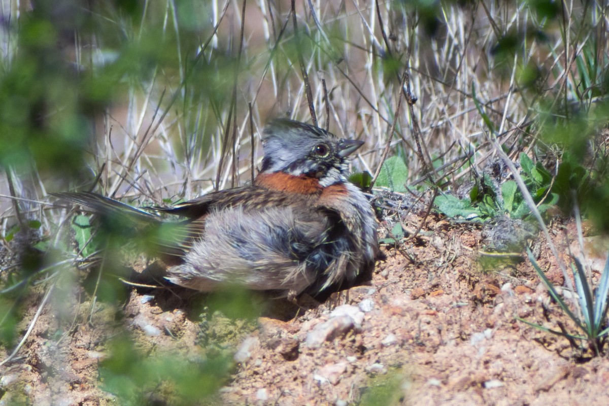 Rufous-collared Sparrow - ML639277438