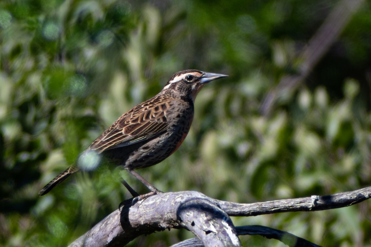 Long-tailed Meadowlark - ML639277444
