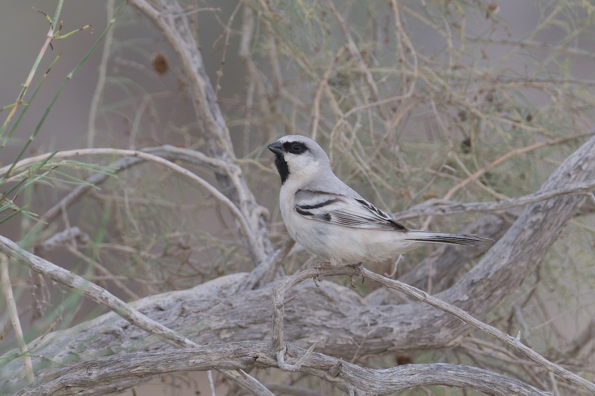 Zarudny's Sparrow - ML639277518